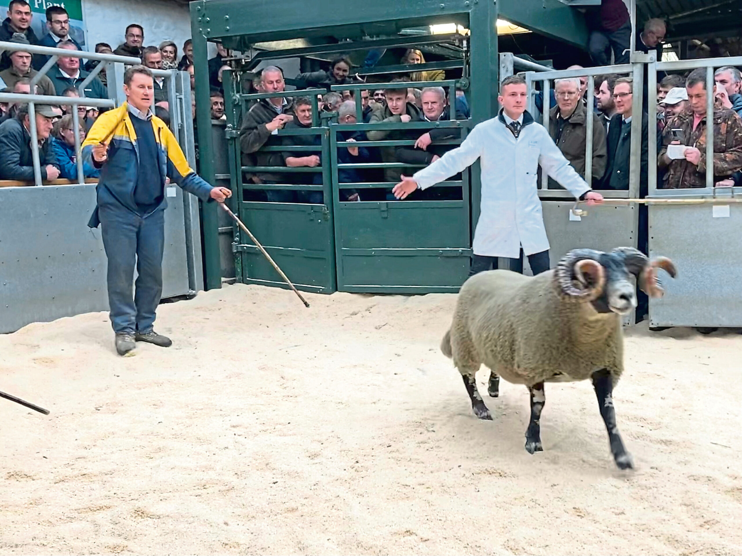 Crieff flock's ram sees top price of £78k at Dalmally Mart