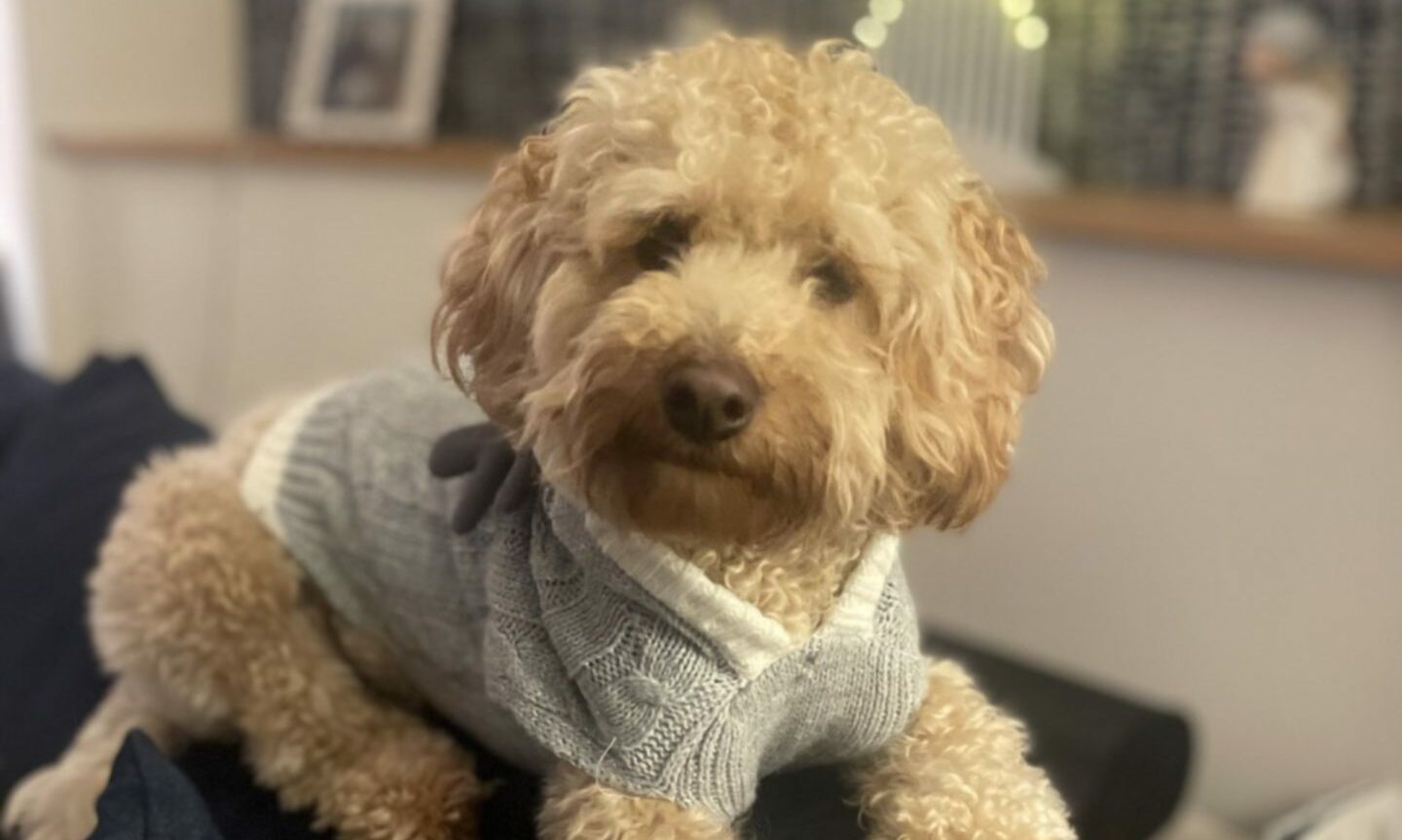 Pet portraits: Ruby the cavapoo looks all cosy in her winter jumper while cat Casper celebrates his 19th birthday