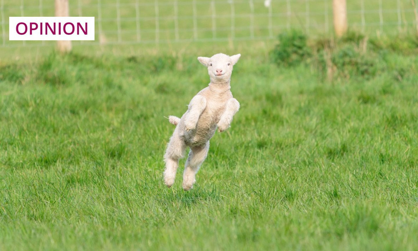 The Flying Pigs: Scotland’s most famous sheep since Dolly was caught breaking baa-d