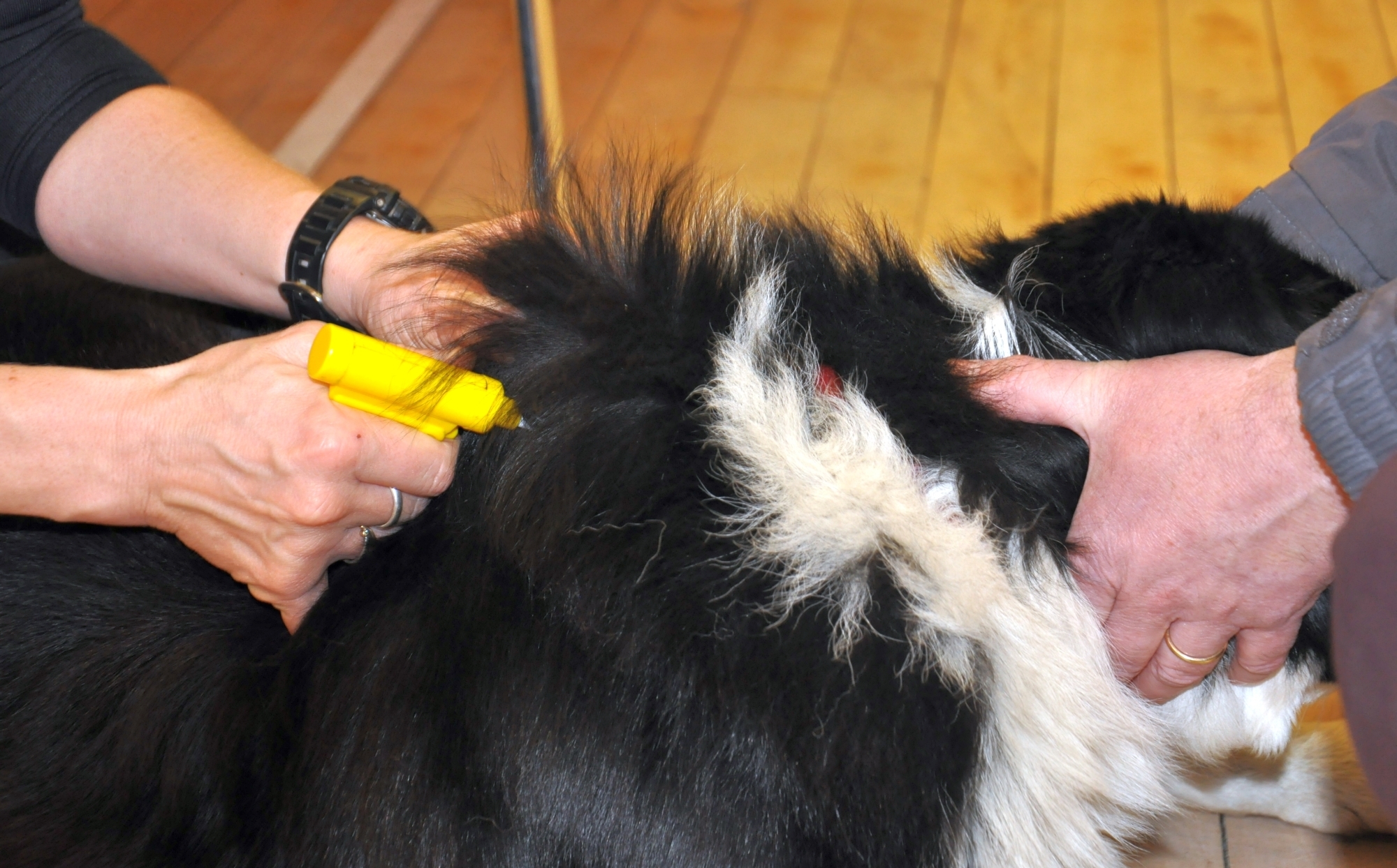 Free microchipping offered to Lochgilphead dogs Argyllshire Advertiser