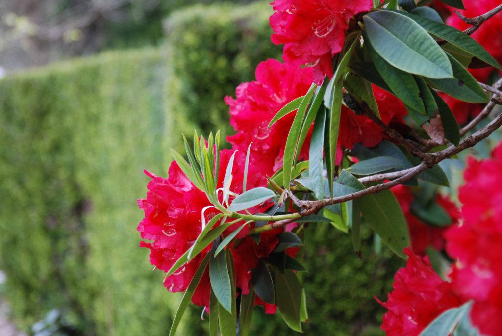 Argyll gardens bloom for 2021 Argyll gardens bloom for 2021