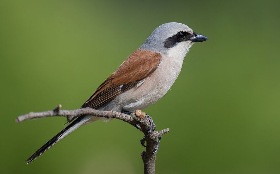 Red-backed shrike: this rare visitor turned up for the second year in a row in June. The last record was twenty years ago. Photo by Nick Giles.