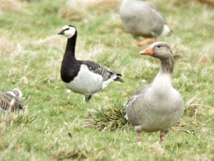 Barnacle goose with greylag goose, one of a range of wildfowl on Arran in December. Photo: Dennis Morrison.
