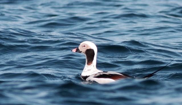 An adult male long-tailed duck. This is the first record of this Arctic breeder to Arran since February 2016. It is a rare vagrant here. Photo: Dennis Morrison.
