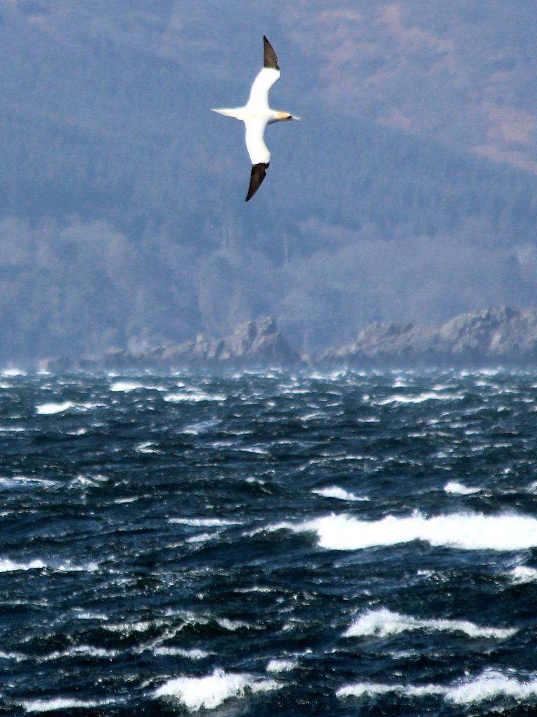 A gannet makes for an unusual sight on Arran for this time of the year. Photo: Sue Archer.