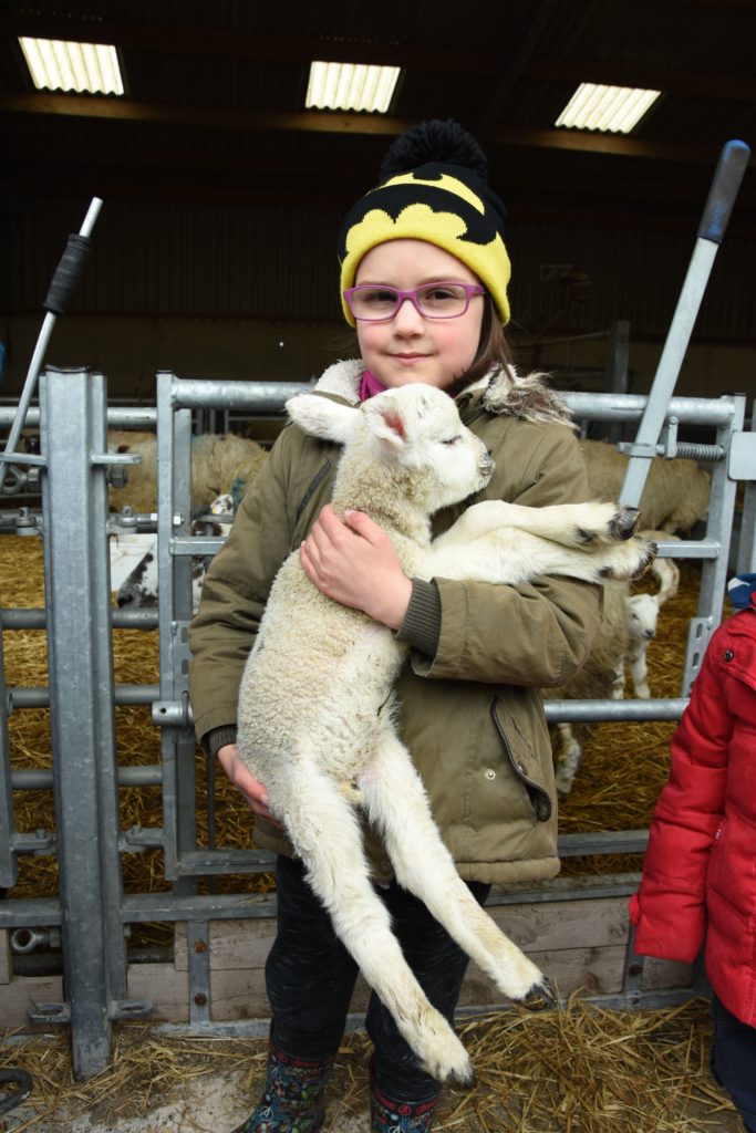 A young girl gets to grips with holding a wriggling newborn lamb.