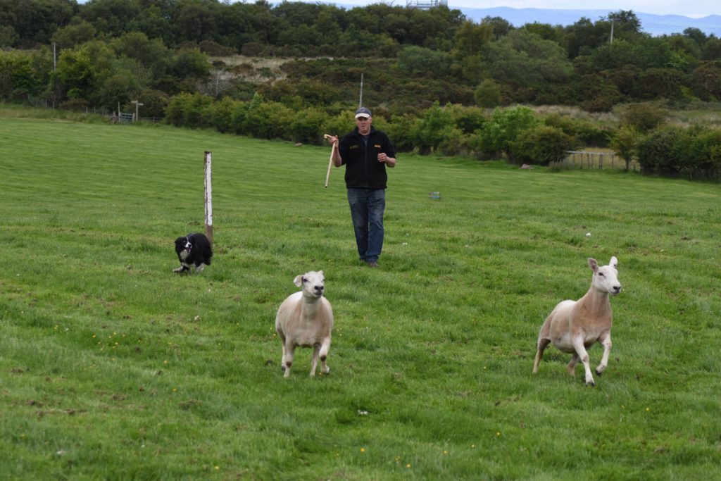Matthew McNeish directs Pip to separate a small herd of four sheep into two groups of two.