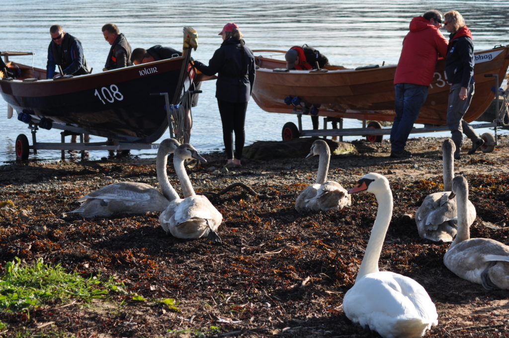 The swans seem unperturbed by the activity around them.