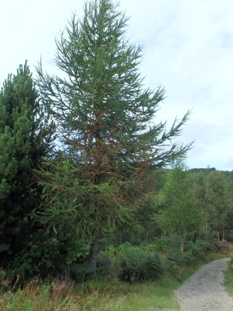 A larch tree in Glenashdale showing signs of the disease.