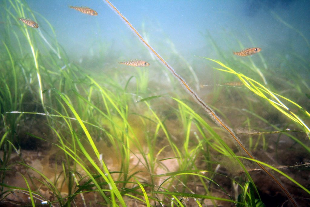 Juvenile cod in Whiting Bay seagrass ©Howard Wood