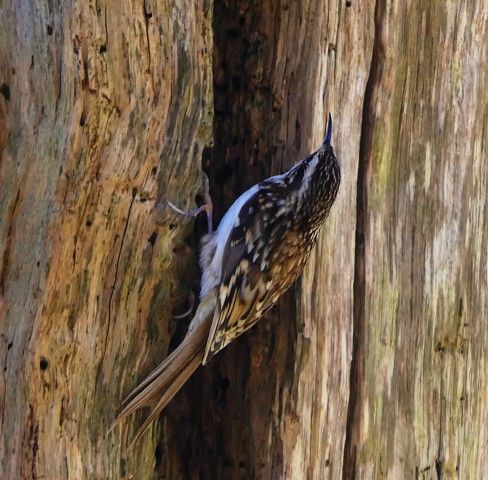 Treecreeper is one of more than 100 species seen in March. Photo Howard Sargeant