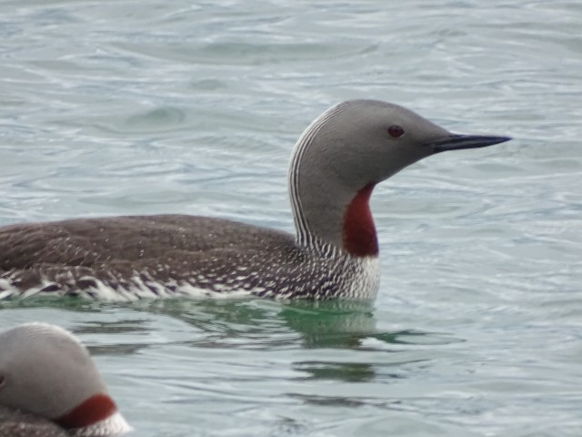 Red-throated diver, spotted in Brodick Bay this month. Photograph: Colin Cowley.
