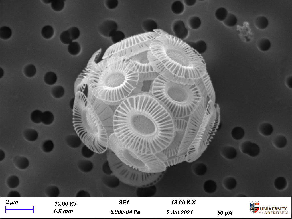 Marine Scotland researchers used an electron microscope to photograph the coccolithophore. Photograph: Marine Scotland Science.