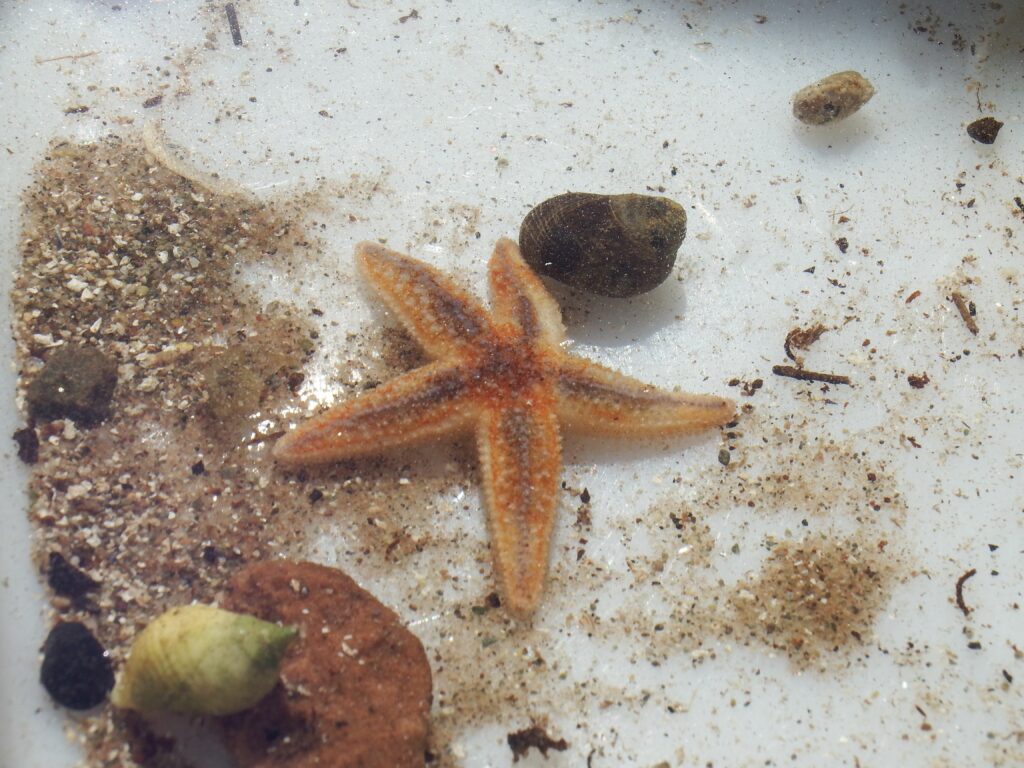 Common starfish. Photograph: COAST.