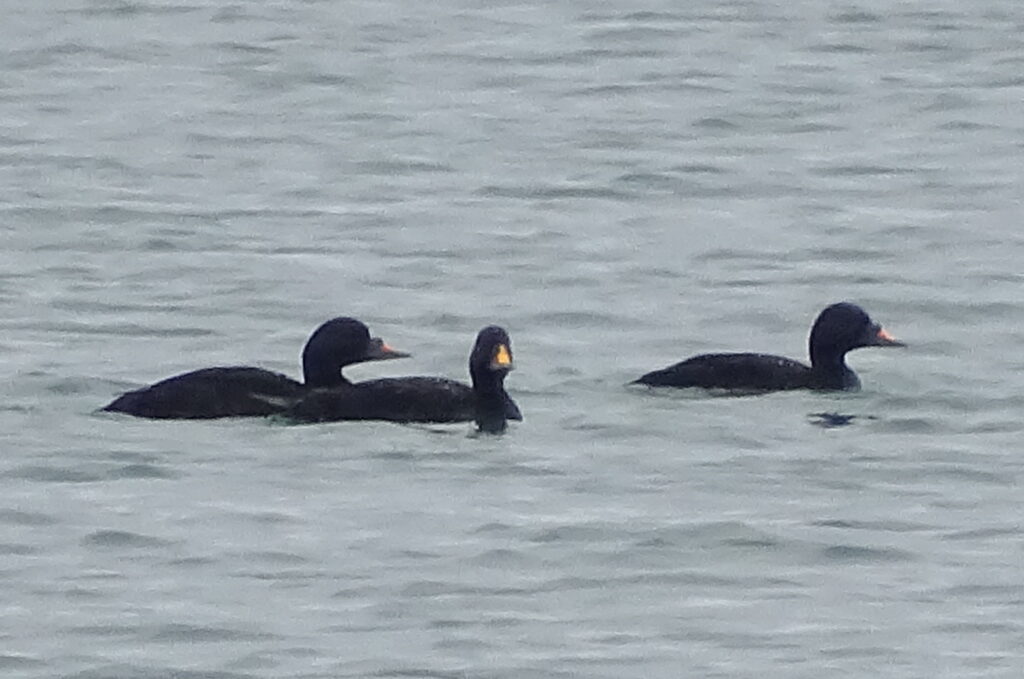 Common scoter, one of the highlights of July and an occasional visitor to Arran. Photograph: Colin Cowley.