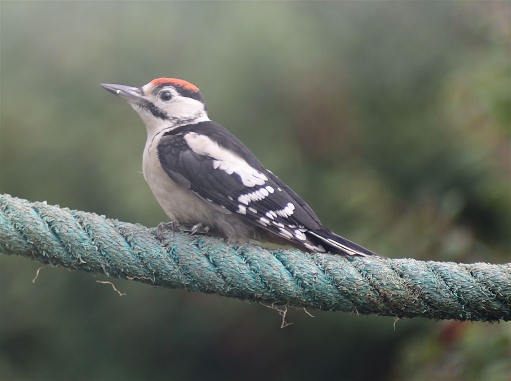 Young great spotted woodpecker.