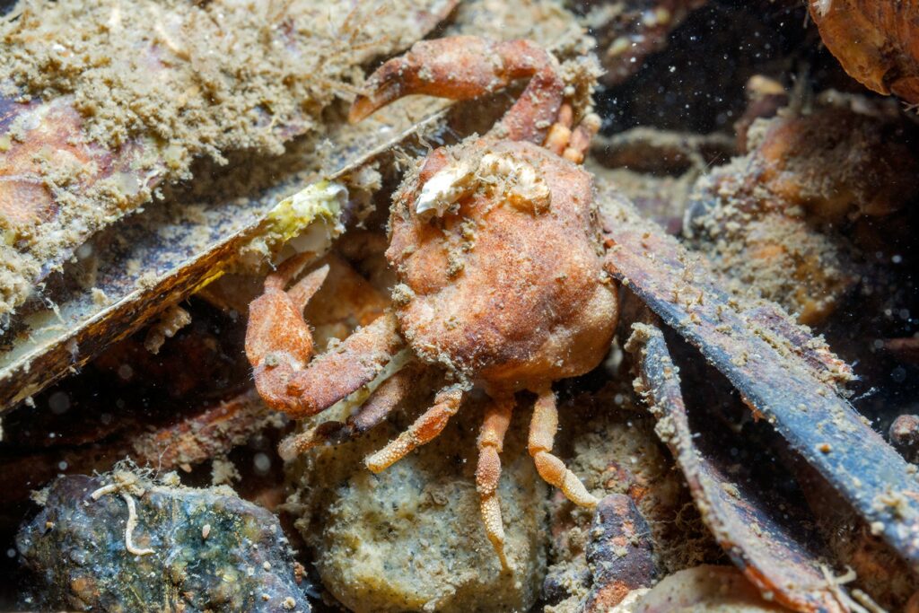 Nut crab. Photo Paul Kay
