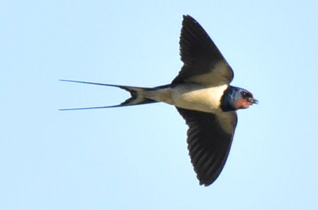 Just a few lingering swallow now.
