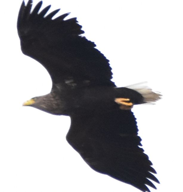 White-tailed eagle gave good views from the road on the west coast to those in the school bus. Photo Helen Logan