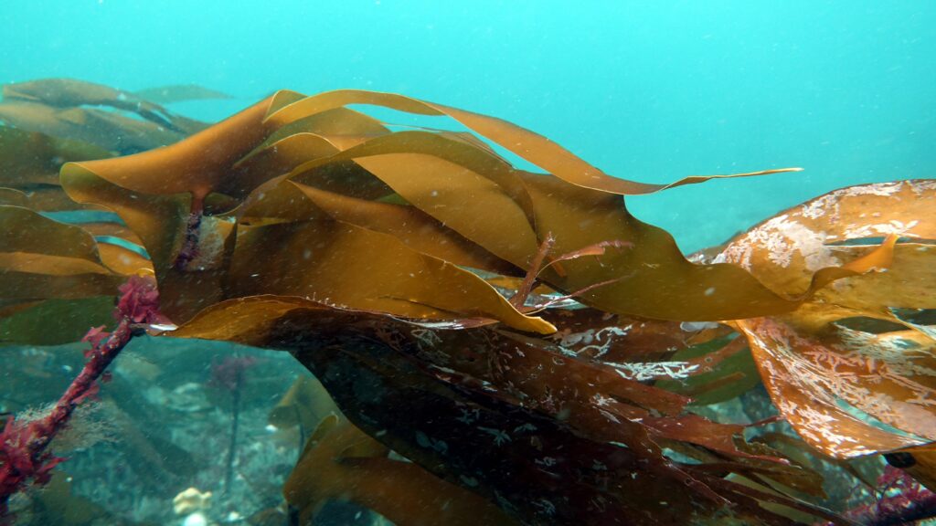 Kelp retains carbon in its living plant tissue. Photo Howard Wood