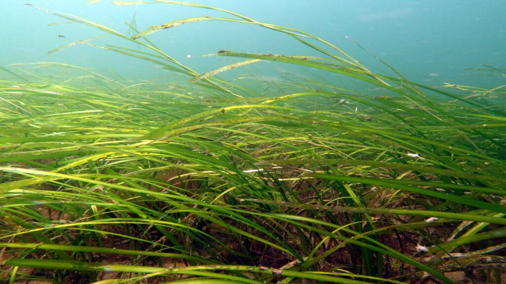 Seagrass has a network of underground roots that help capture carbon. Photo Howard Wood