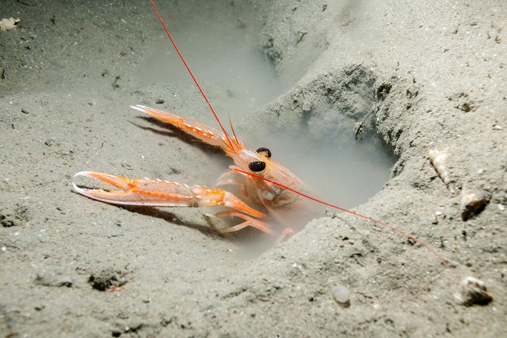 Nephrops live in shallow mud. Photograph: Lucy Kay.