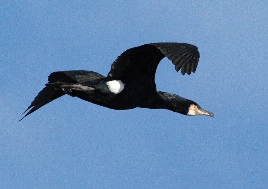 How to tell cormorants and shags apart Arran Banner
