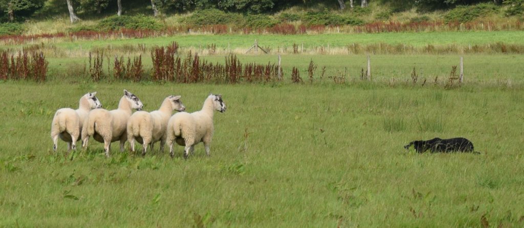 Nursery sheep dog trial results Nursery sheep dog trial results