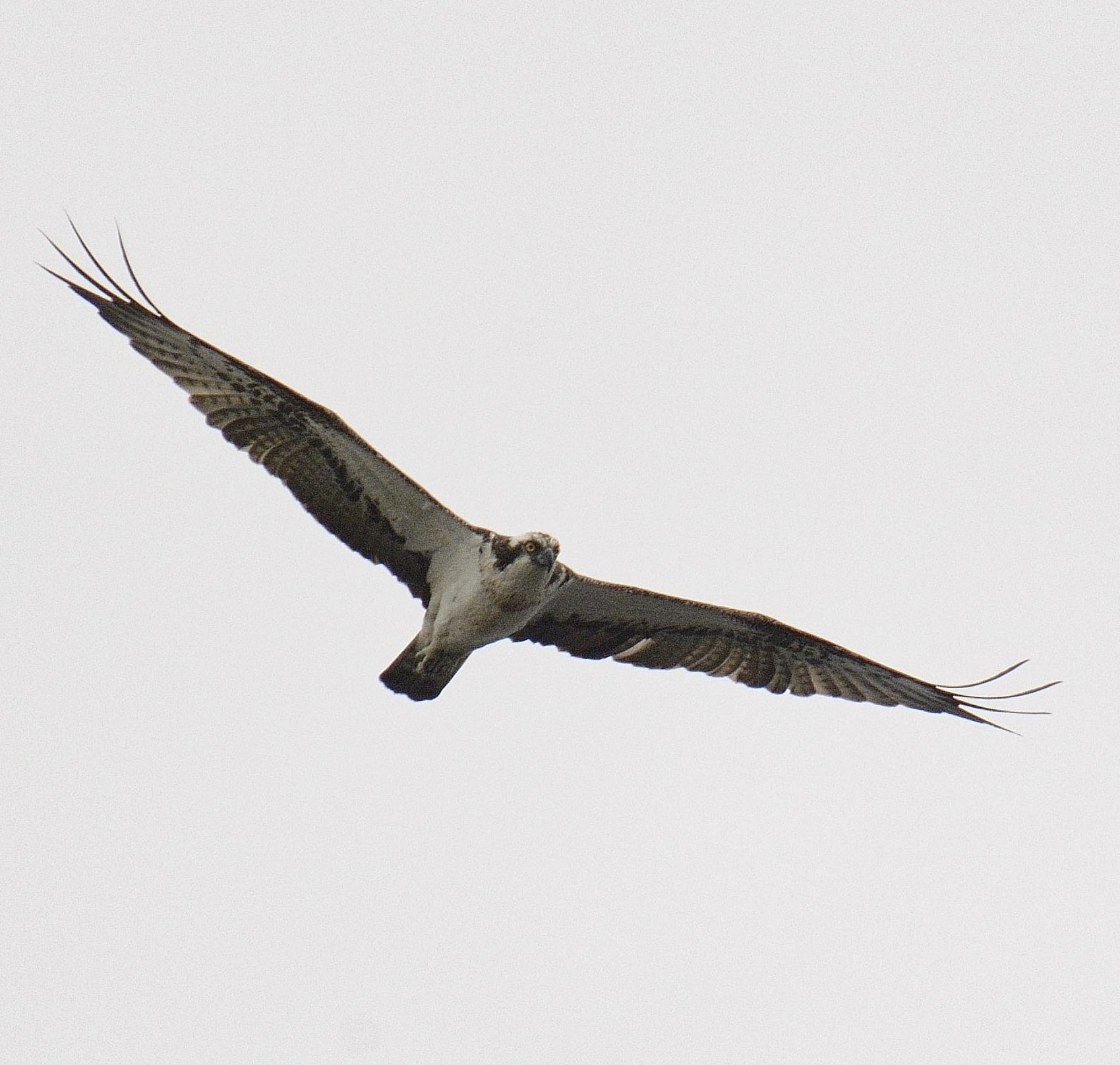 Osprey sightings are increasing on Arran Arran Banner