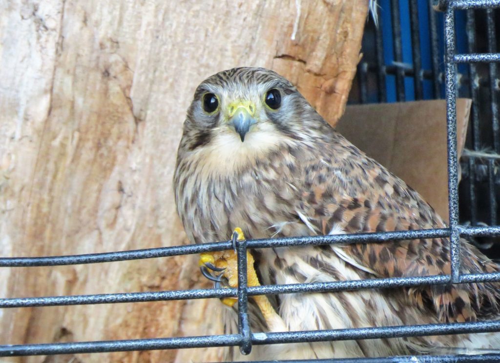 Kestral goes hunting after nursed back to full health Kestral goes hunting after nursed back to full health