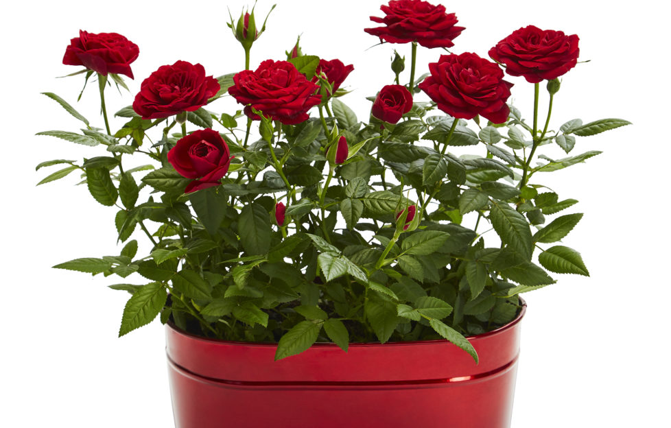 Tea roses in red zinc plant pot