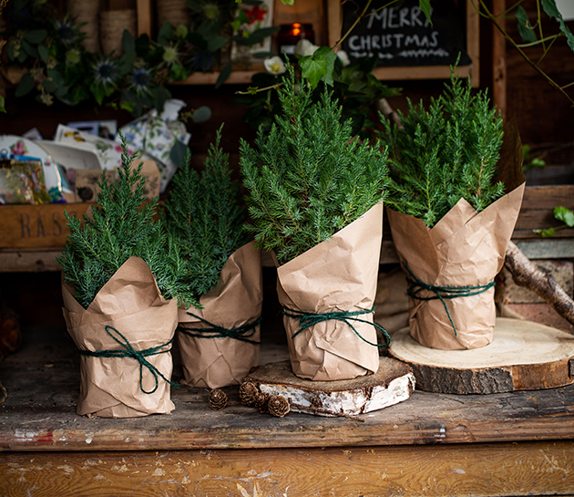 Mini xmas trees wrapped in paper and string