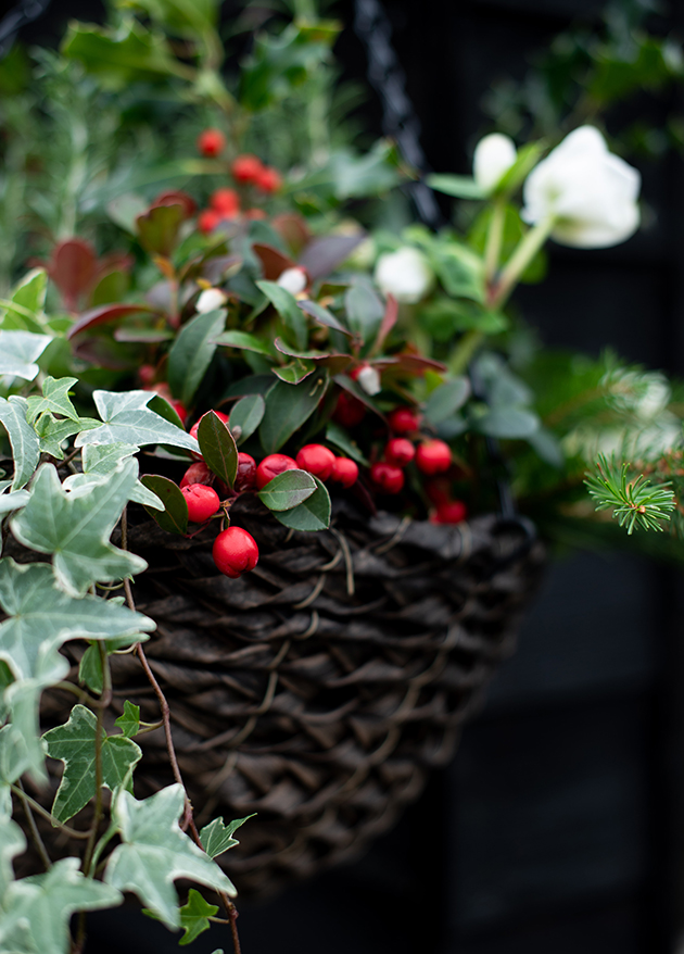 Festive hanging basket