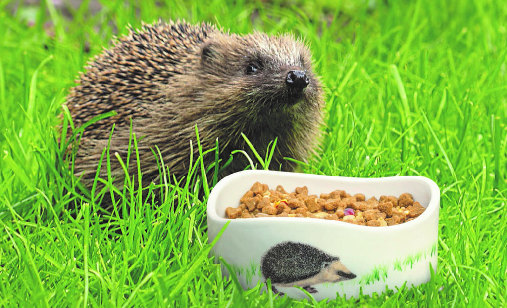 A hedgehog eating food from a bowl