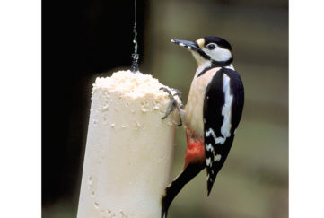 A woodpecker feeding