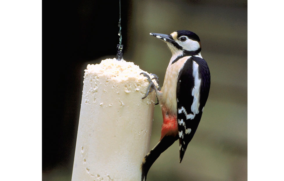 A woodpecker feeding