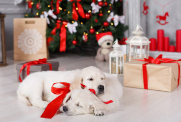 Merry Christmas. Puppies Jack and Lord - Golden Retriever breeds, with a red bow around his neck, in a house decorated with a beautiful green Christmas tree with red Christmas balls, ribbons and bows, big boxes of gifts, wishes a happy holiday and Christmas