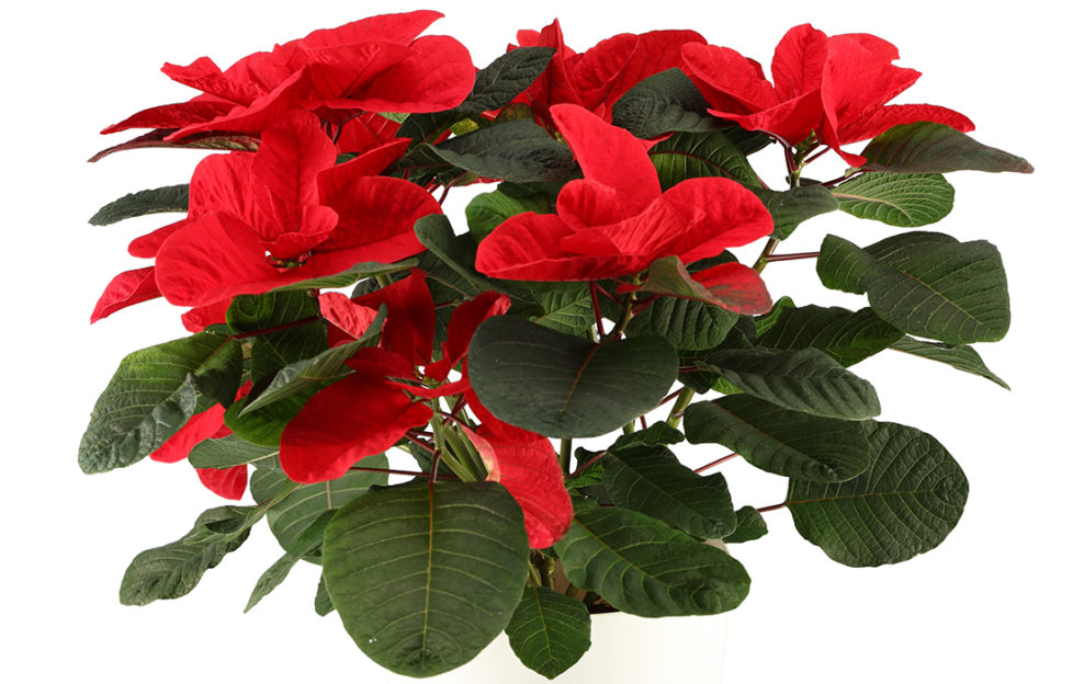 Mouse ear poinsettia in white ceramic pot, leaves are rounded instead of usual pointed shape
