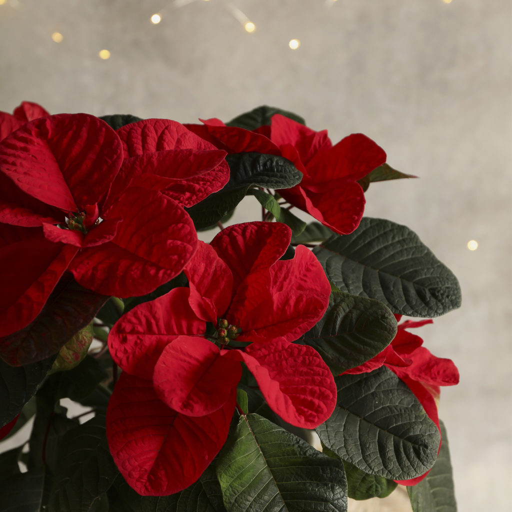 Close up of mouse poinsettia, fairy lights behind