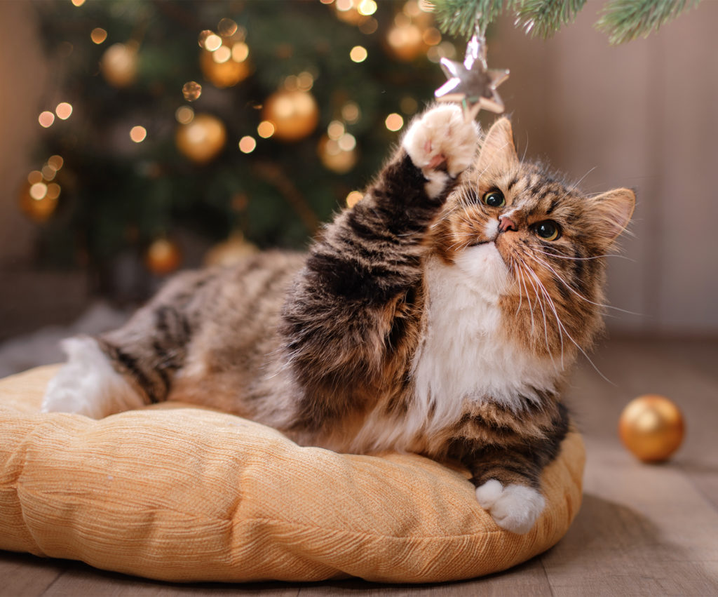 Long haired 3 coloured cat lying on cat bed, swiping at gold star hanging from lower branch of Christmas tree