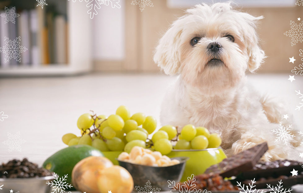 White dog beside grapes and other foods not suitable for pooches