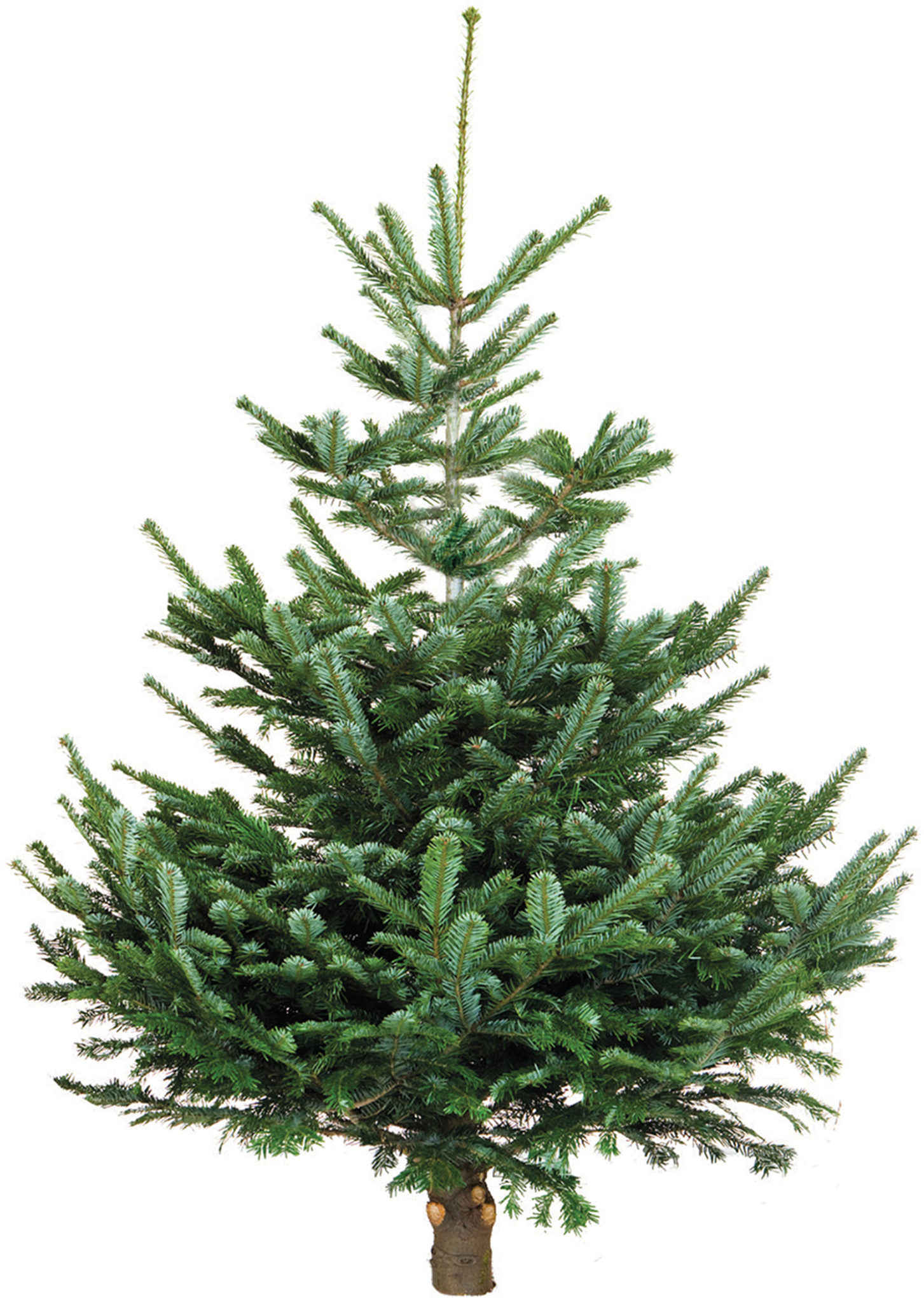Your Guide To Real Christmas Trees With Dobbies & Squires Best Ever
