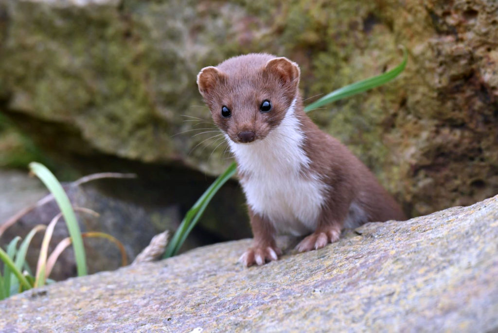 Eddie Maguire submitted this photo of a weasel which has taken up residence at the Machrihanish Seabird Observatory.