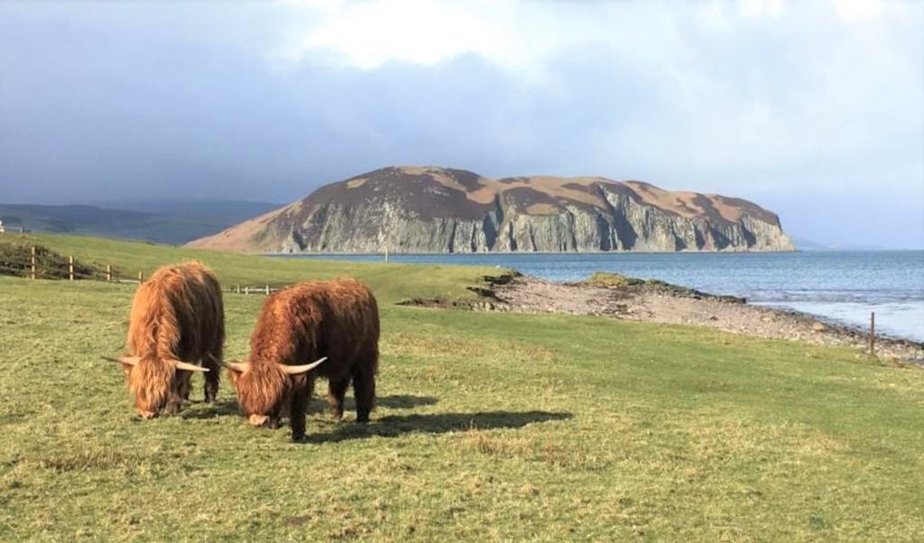 Lizzie Jasper captured this photograph of Highland cows grazing in the sunshine with Davaar in the background during a recent expedition with her family in search of pirate caves round the Learside.