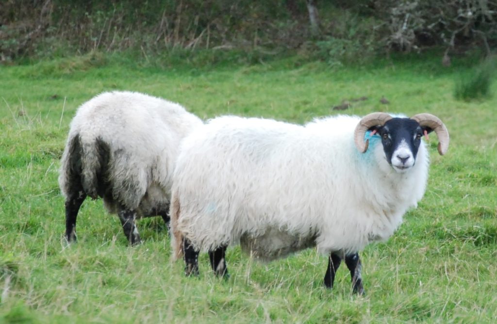 Sheep and lambs chased by dog near Machrihanish