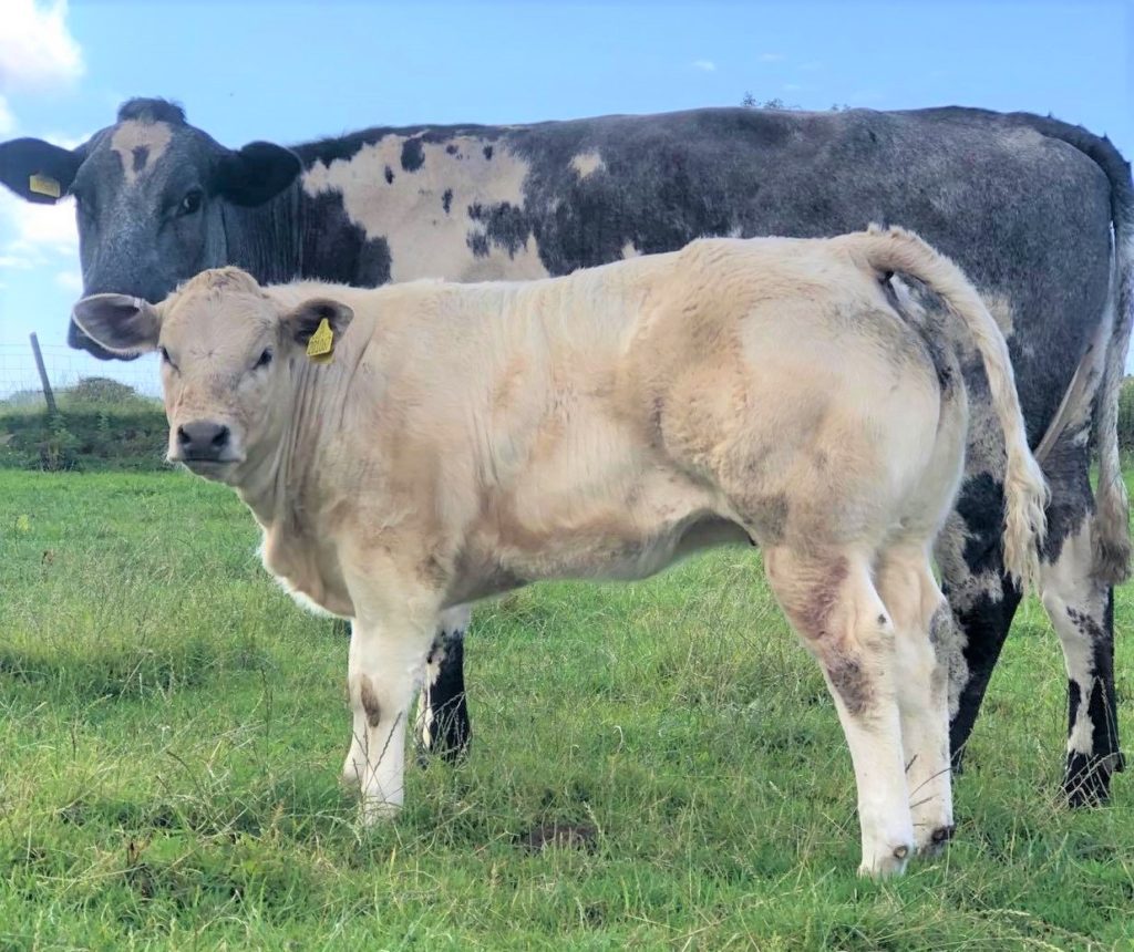 The beef champion from Duncan MacKinnon and his nephew Craig McMillan, Low Tirfergus. The calf – and its mother – were purchased in the spring from Sandy Mclean, Killeonan.
