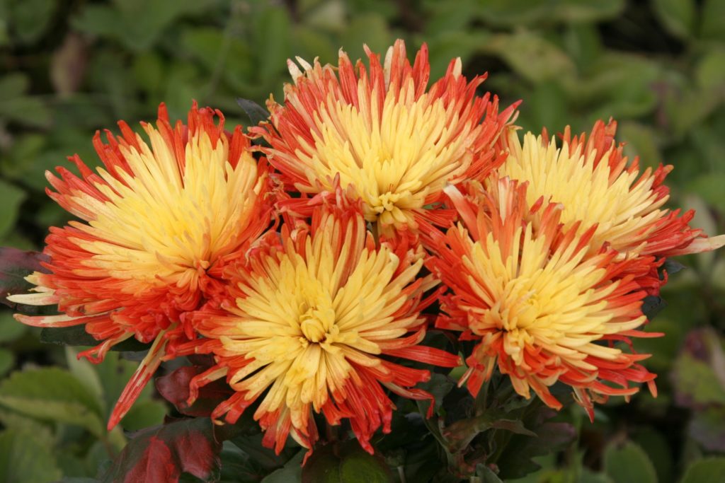 Asters, a fantastic late-flowering choice, come in blue, purple, red, pink and white varieties, each with a yellow centre.