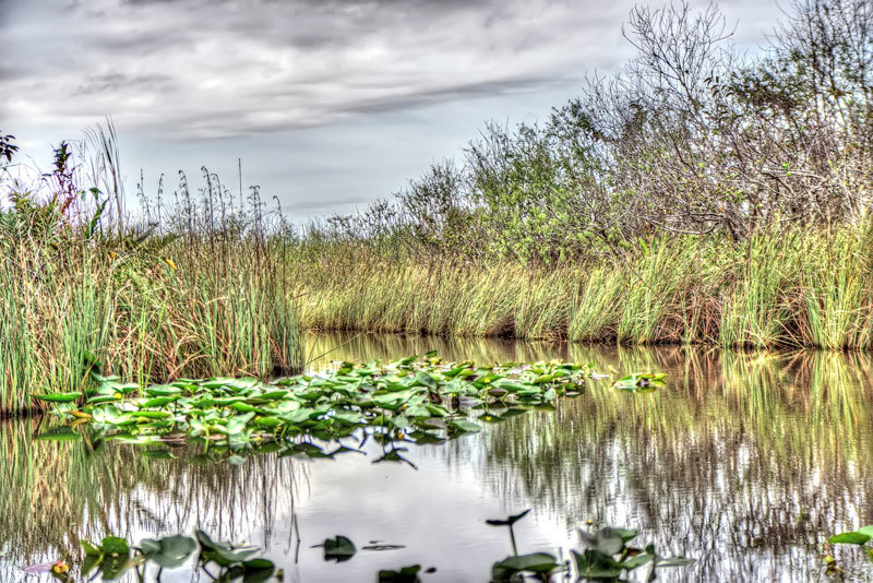decline of the florida everglades A uf wildlife ecology and conservation professor has confirmed the cause of a declining rabbit population in gainesville’s sister swamp, the florida everglades national park. decline of the florida everglades A uf wildlife ecology and conservation professor has confirmed the cause of a declining rabbit population in gainesville’s sister swamp, the florida everglades national park.