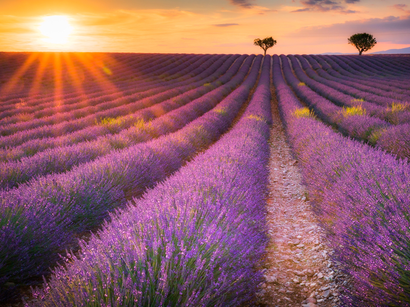 Burgundy, the River Rhone and Provence River Cruise