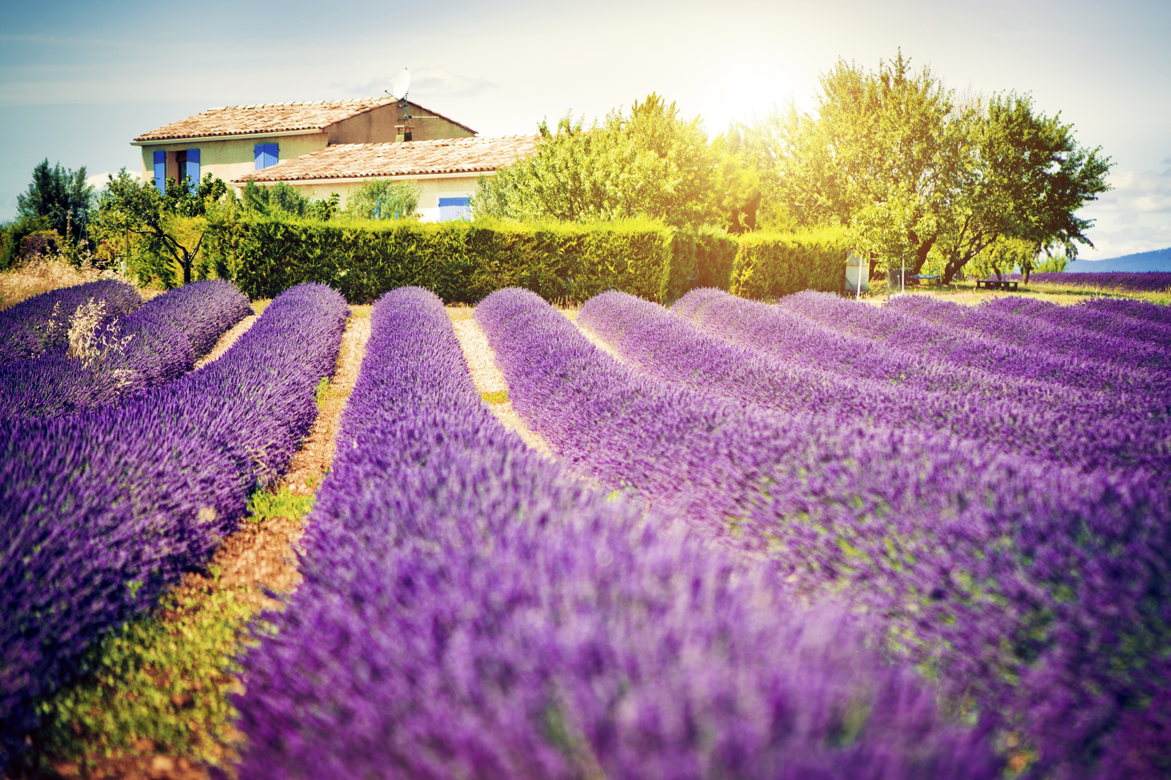 provence